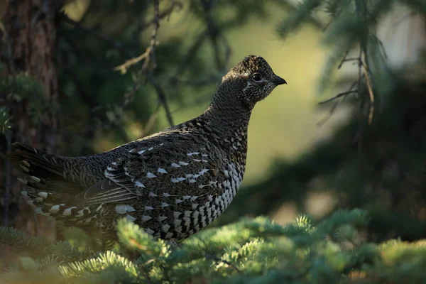 Spruce Grouse or Canada Grouse (Falcipennis canadensis), Alaska, — ストック写真