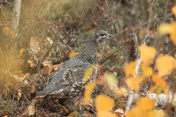 Auerhuhn oder Auerhuhn (falcipennis canadensis), Alaska, — Stockfoto