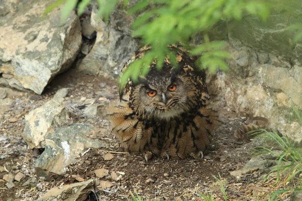 Euraziatische adelaar-uil (Bubo bubo) Duitsland — Stockfoto