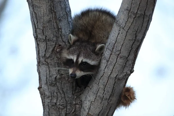 Raccoon Sits Branch Fork Bosque Del Apache Nuevo México Estados —  Fotos de Stock