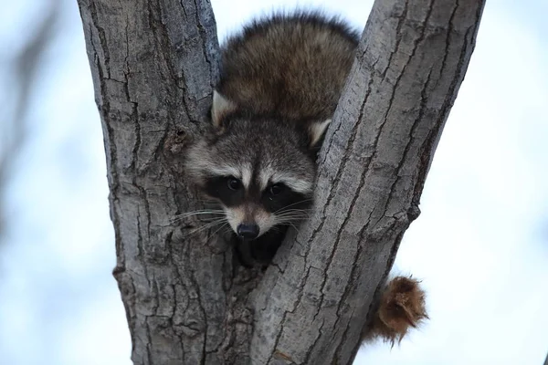 Raccoon Sits Branch Fork Bosque Del Apache Nuevo México Estados — Foto de Stock