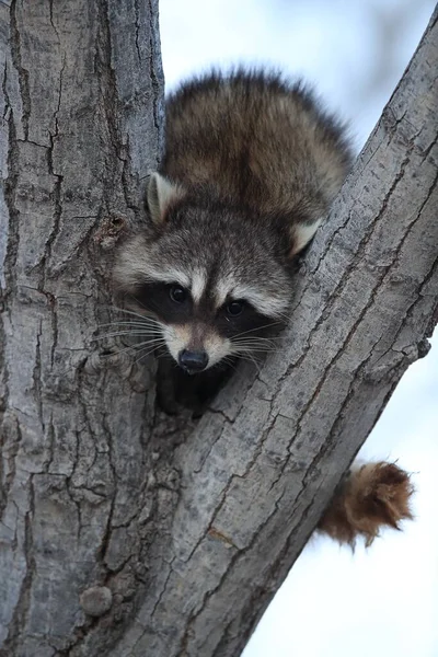 Raccoon Sits Branch Fork Bosque Del Apache Nuevo México Estados — Foto de Stock