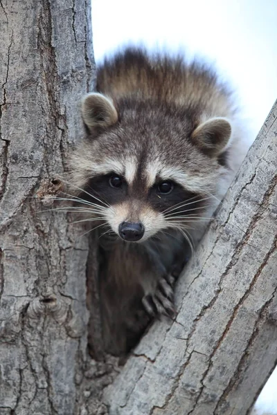 Raton Laveur Assis Fourche Bosque Del Apache Nouveau Mexique États — Photo