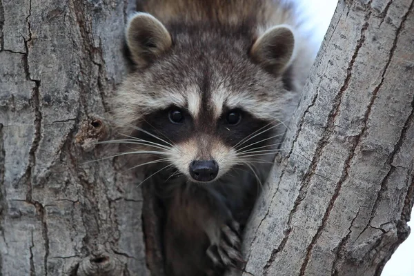 Raccoon Sits Branch Fork Bosque Del Apache Nuevo México Estados — Foto de Stock