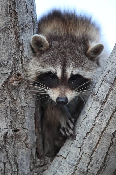 Raccoon Sits Branch Fork Bosque Del Apache New Mexico Usa — Stock Photo, Image