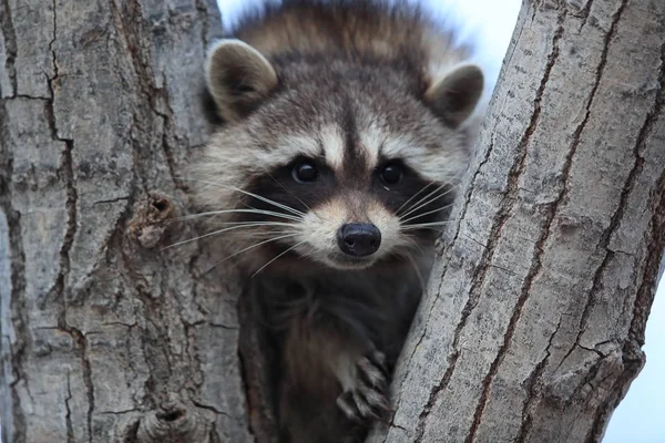 Raccoon Sits Branch Fork Bosque Del Apache New Mexico Usa — Stock Photo, Image