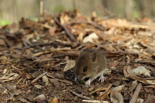 Cute Wild Wood mouse (Apodemus sylvaticus) Alemania —  Fotos de Stock