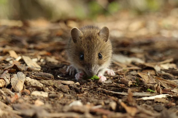 Cute Wild Wood mouse (Apodemus sylvaticus) Alemania —  Fotos de Stock