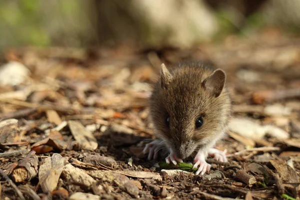 Cute Wild Wood mouse (Apodemus sylvaticus) Alemania —  Fotos de Stock