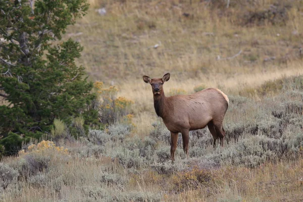 Elk (Wapiti), Cervus elephas, Mammoth Springs in Yellowstone Nati — стоковое фото