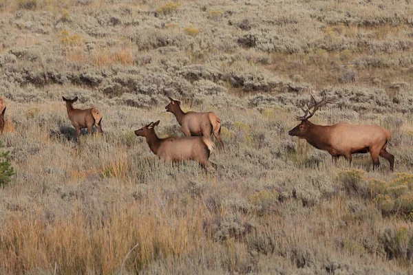 Elk (Wapiti), Cervus elephas, Mammoth Springs en Yellowstone Nati — Foto de Stock