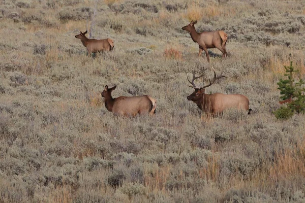 Elk (Wapiti), Cervus elephas,Mammoth Springs in Yellowstone Nati — 스톡 사진