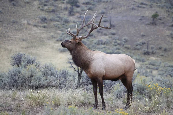 Wapiti, Cervus elephas, Mammoth Springs à Yellowstone Nati — Photo