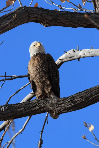 Águia Careca, Haliaeetus leucocephalus Bosque del Apache National — Fotografia de Stock