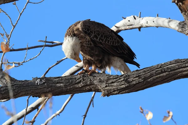 Águia Careca, Haliaeetus leucocephalus Bosque del Apache National — Fotografia de Stock