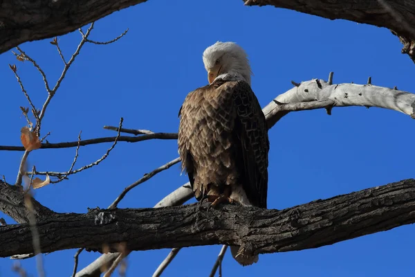 Águia Careca, Haliaeetus leucocephalus Bosque del Apache National — Fotografia de Stock