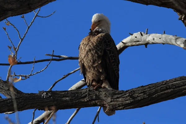 Águia Careca, Haliaeetus leucocephalus Bosque del Apache National — Fotografia de Stock