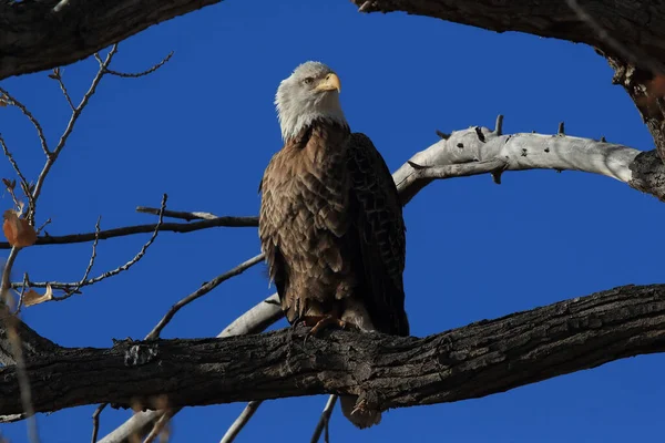 Águia Careca, Haliaeetus leucocephalus Bosque del Apache National — Fotografia de Stock