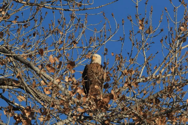 Águia Careca, Haliaeetus leucocephalus Bosque del Apache National — Fotografia de Stock