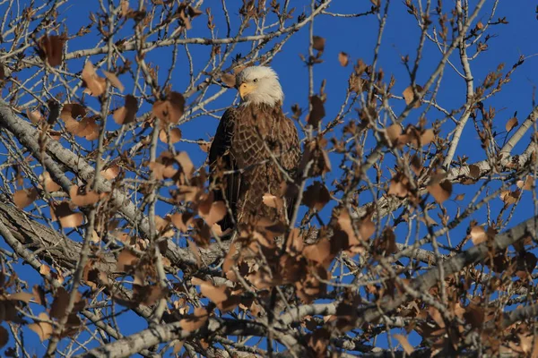 Águia Careca, Haliaeetus leucocephalus Bosque del Apache National — Fotografia de Stock