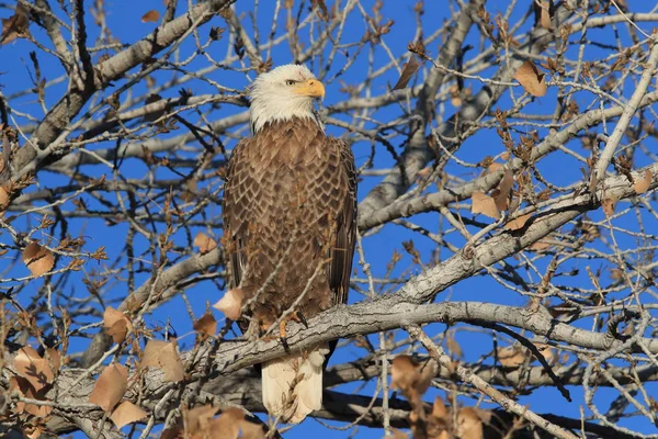 Águia Careca, Haliaeetus leucocephalus Bosque del Apache National — Fotografia de Stock