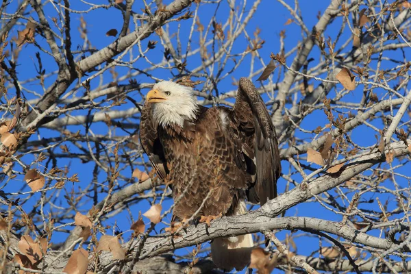 Águia Careca, Haliaeetus leucocephalus Bosque del Apache National — Fotografia de Stock