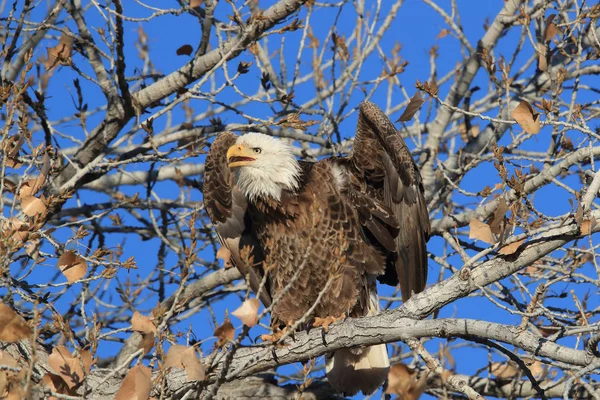 Águia Careca, Haliaeetus leucocephalus Bosque del Apache National — Fotografia de Stock