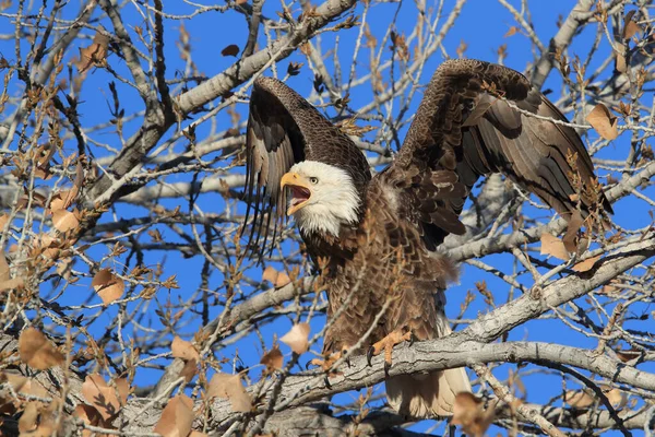 Bald Eagle, Haliaeetus leucocephalus Bosque del Apache National — 图库照片