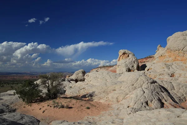 Weiße Tasche in den zinnoberroten Klippen Nationaldenkmal, arizona, — Stockfoto