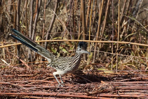 New Mexico Daki Roadrunner Bosque Del Apache Vahşi Yaşam Sığınağı — Stok fotoğraf