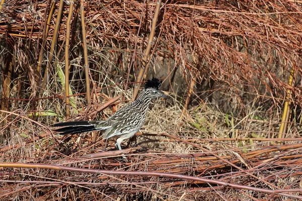 Roadrunner Bosque Del Apache Vadvilág Menedék Mexikóban — Stock Fotó