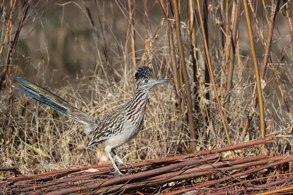 Roadrunner Bosque Del Apache Wildlife Refuge New Mexico — Stock Photo, Image