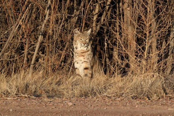 Bobcatc Lynx Rufus Bosque Del Apache National Wildlife Refuge — стокове фото