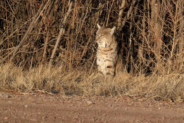 Bobcatc Lynx Rufus Bosque Del Apache National Wildlife Refuge — Stock fotografie