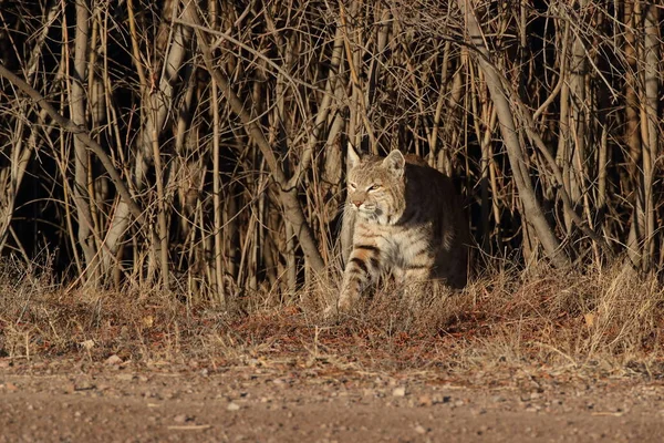 Bobcatc Lynx Rufus Bosque Del Apache Ulusal Vahşi Yaşam Sığınağı — Stok fotoğraf