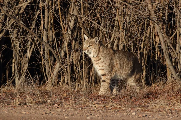 Bobcatc Lynx Rufus Bosque Del Apache National Wildlife Refuge — Stock fotografie