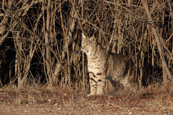 Bobcatc Lynx Rufus Bosque Del Apache Ulusal Vahşi Yaşam Sığınağı — Stok fotoğraf