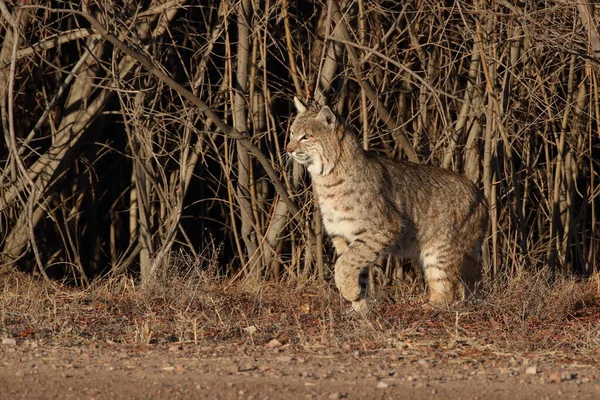 Bobcatc Lynx Rufus Bosque Del Apache Ulusal Vahşi Yaşam Sığınağı — Stok fotoğraf