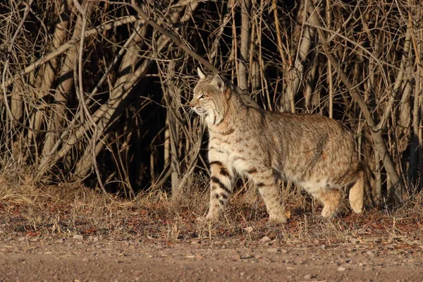 Bobcatc Lynx Rufus Refuge National Faune Bosque Del Apache — Photo