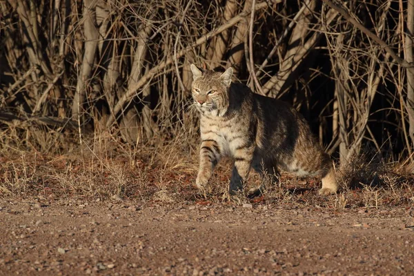 Bobcatc Lynx Rufus Bosque Del Apache National Wildlife Refuge — Stock Photo, Image