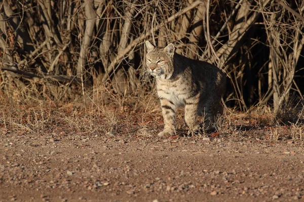 Bobcatc Lynx Rufus Bosque Del Apache National Wildlife Refuge — Stock fotografie