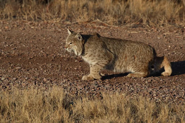 Bobcatc Lynx Rufus Bosque Del Apache Ulusal Vahşi Yaşam Sığınağı — Stok fotoğraf