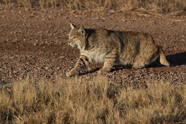 Bobcatc Lynx Rufus Bosque Del Apache National Wildlife Refuge — Stockfoto