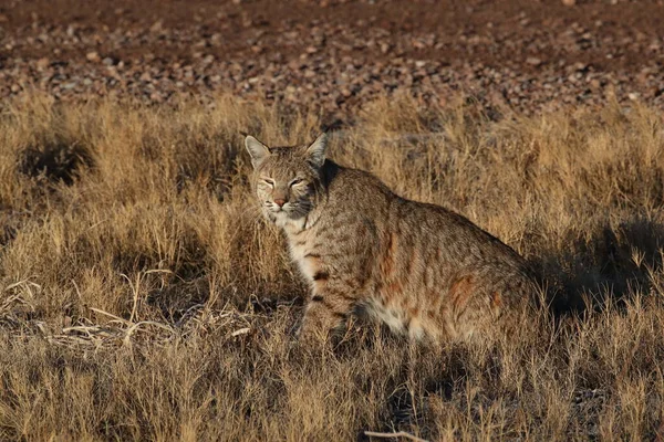 Bobcatc Lynx Rufus Bosque Del Apache National Wildlife Refuge — Stock fotografie