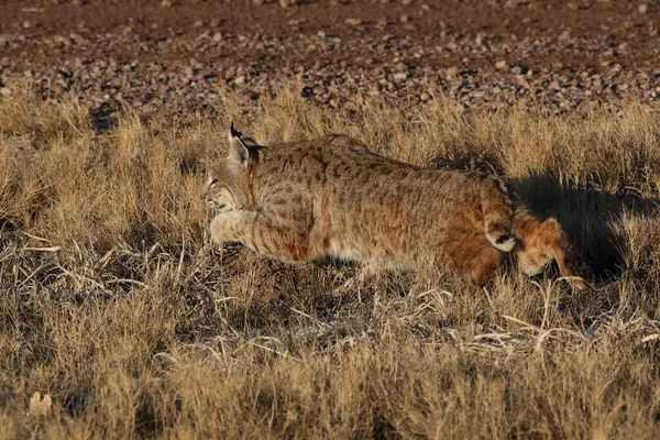 Bobcatc Lynx Rufus Bosque Del Apache National Wildlife Refuge — Zdjęcie stockowe