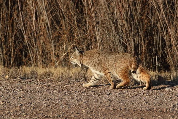 Bobcatc Lynx Rufus Bosque Del Apache National Wildlife Refugium — Stockfoto