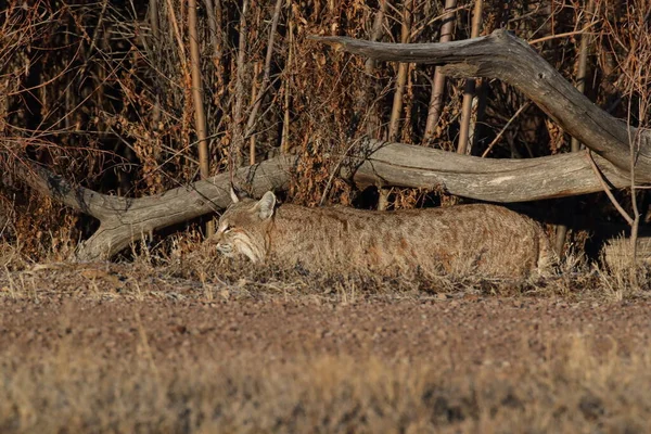 Bobcatc Lynx Rufus Bosque Del Apache National Wildlife Refuge — Zdjęcie stockowe