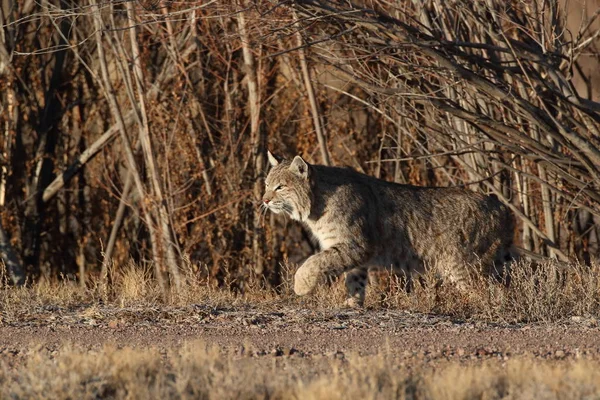 Bobcatc Lynx Rufus Bosque Del Apache Ulusal Vahşi Yaşam Sığınağı — Stok fotoğraf