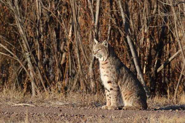 Bobcatc Lynx Rufus Bosque Del Apache Ulusal Vahşi Yaşam Sığınağı — Stok fotoğraf