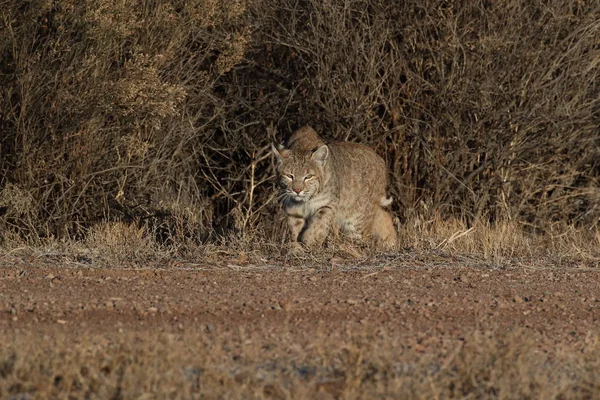 Bobcatc Lynx Rufus Rifugio Naturale Nazionale Bosque Del Apache — Foto Stock